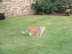 chat roux-St-Malo