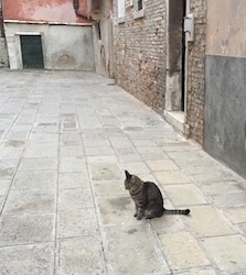 petit chat venise 2019