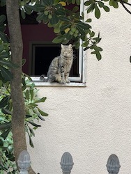 chat gris viareggio