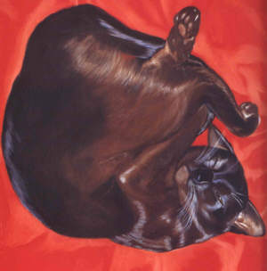 chat ecrivains