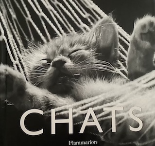 chats photos