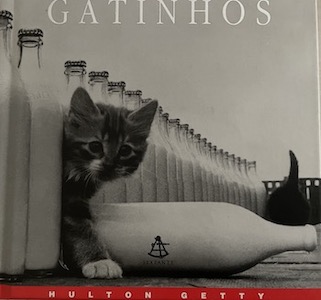 gatinhos