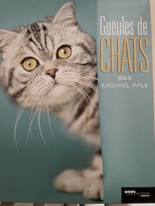 gueules de chats