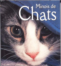 minois de chats