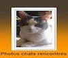 Chats-rencontres