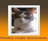 chats-rencontres