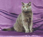 chartreux